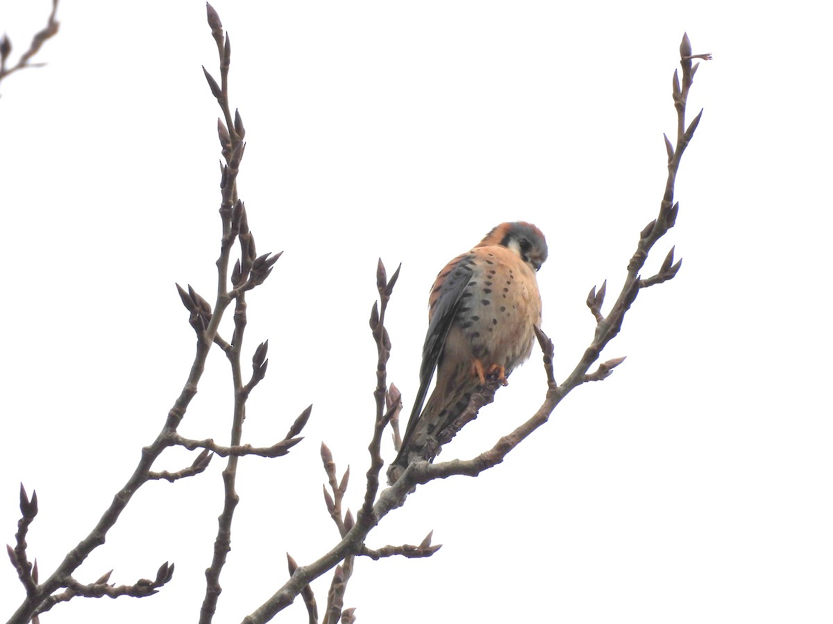 American Kestrel - ML630759866