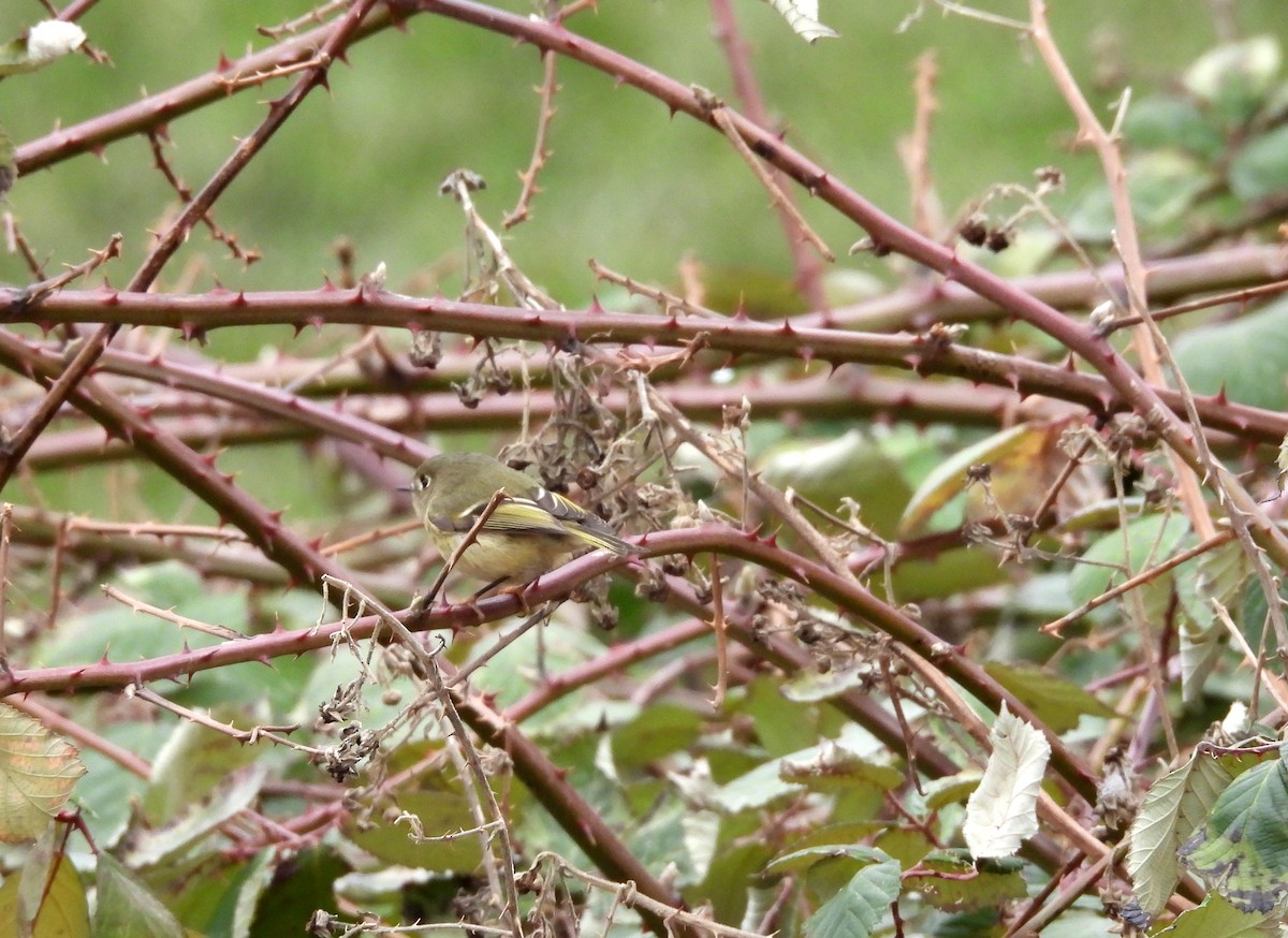 Ruby-crowned Kinglet - ML630759873
