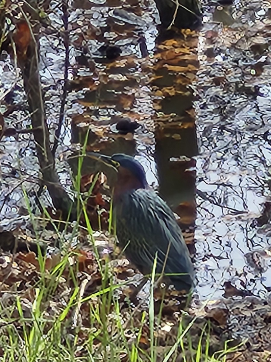 Green Heron - ML630759875