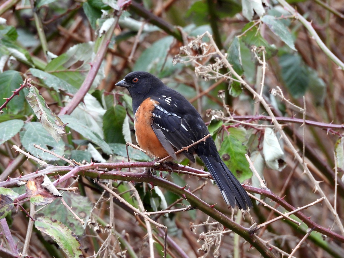 Spotted Towhee - ML630759880