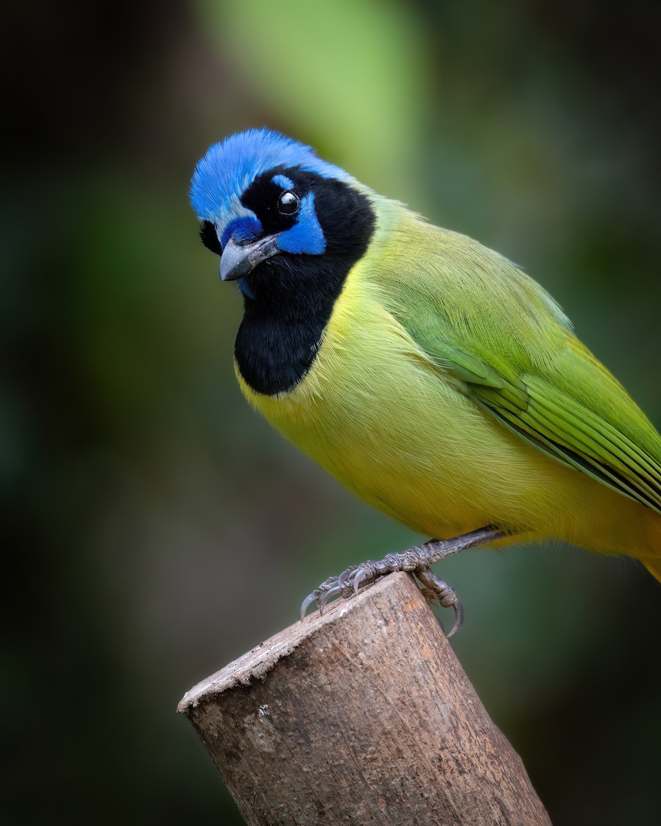 Chara Verde - ML630759909