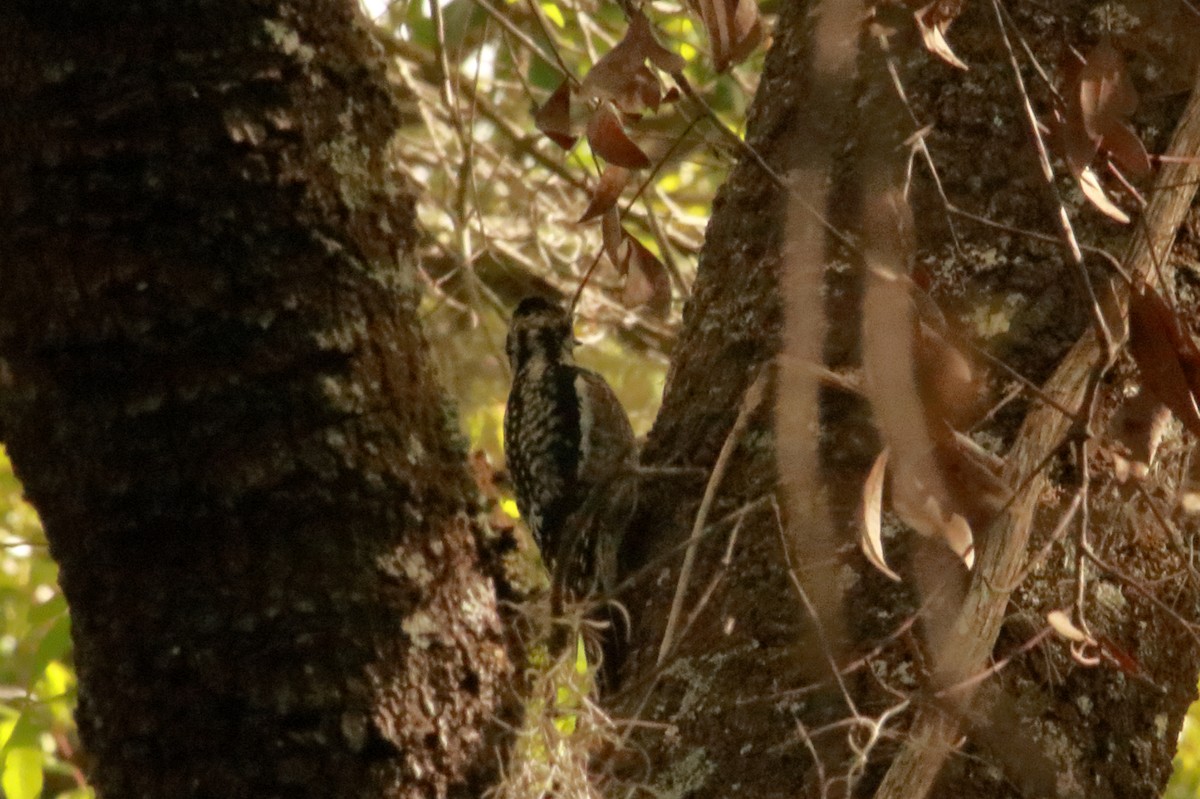 Yellow-bellied Sapsucker - ML630760138