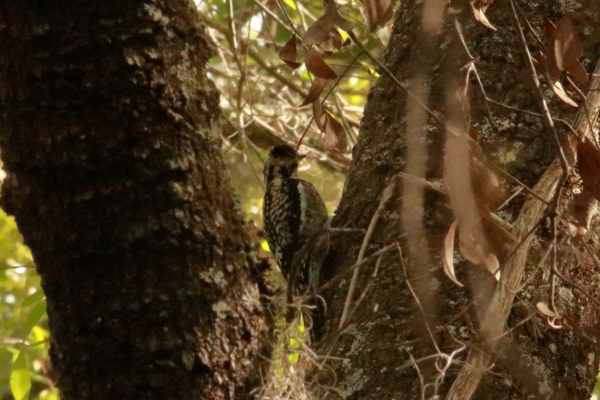 Yellow-bellied Sapsucker - ML630760139
