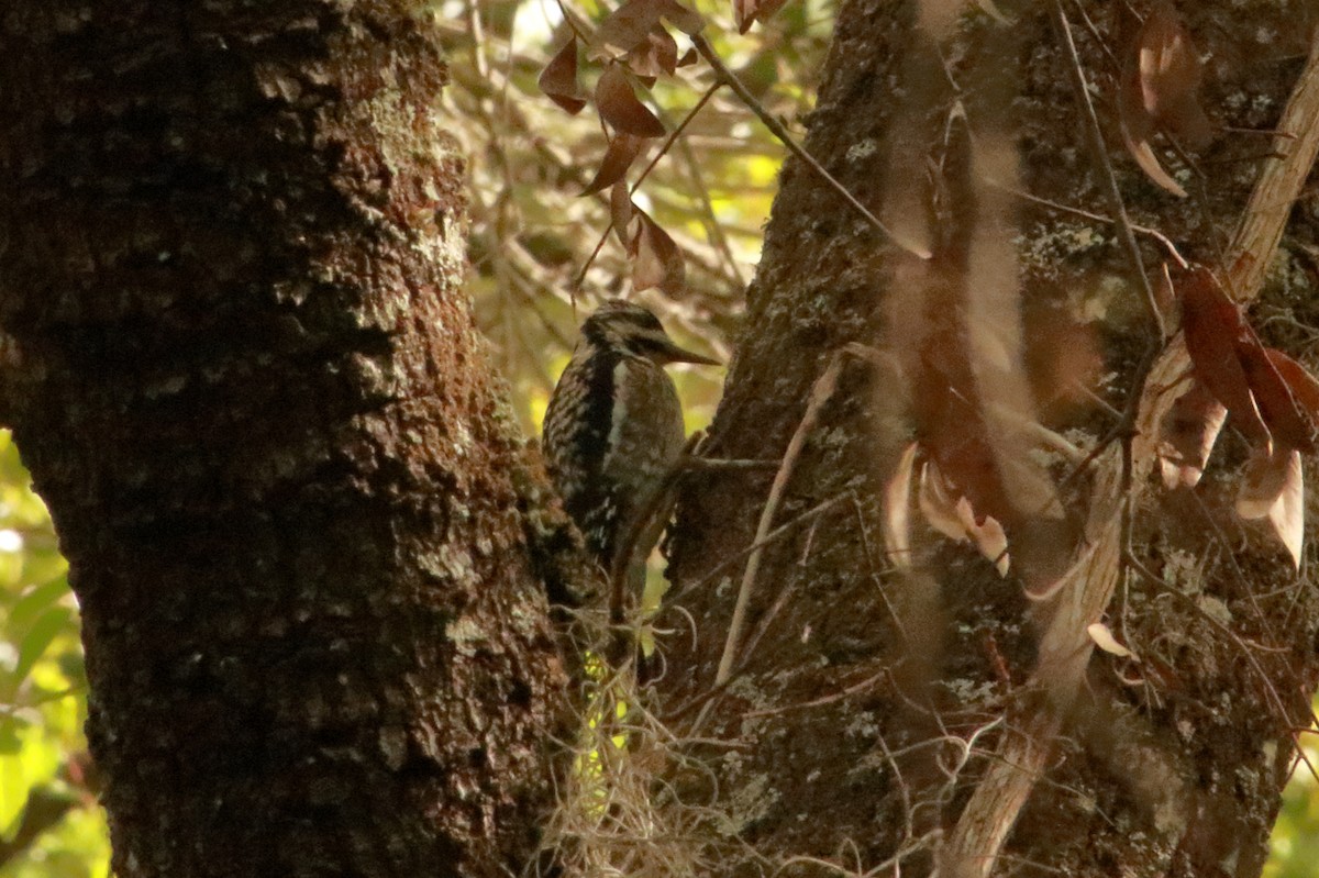 Yellow-bellied Sapsucker - ML630760140