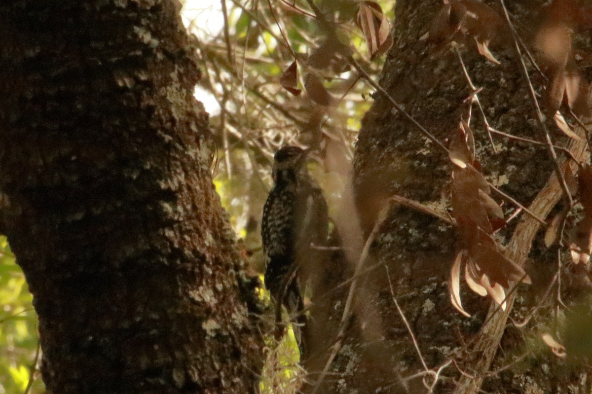 Yellow-bellied Sapsucker - ML630760141