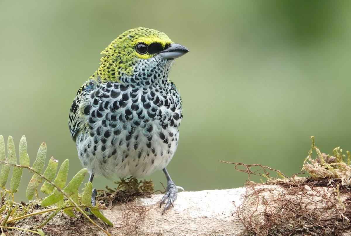 Speckled Tanager - Peter Williams