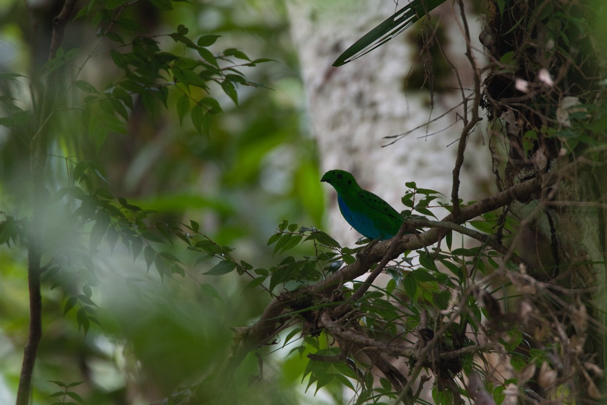 Hose's Broadbill - ML630760629