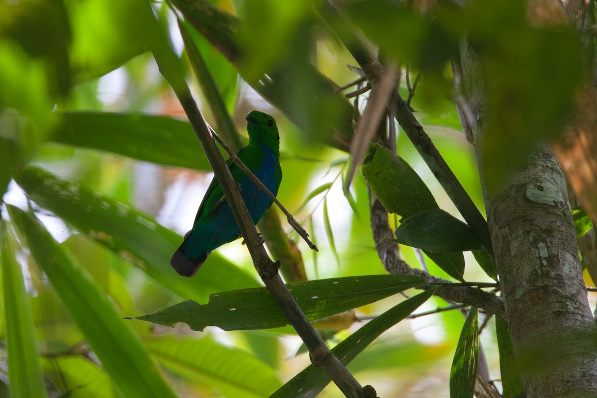 Hose's Broadbill - ML630760630