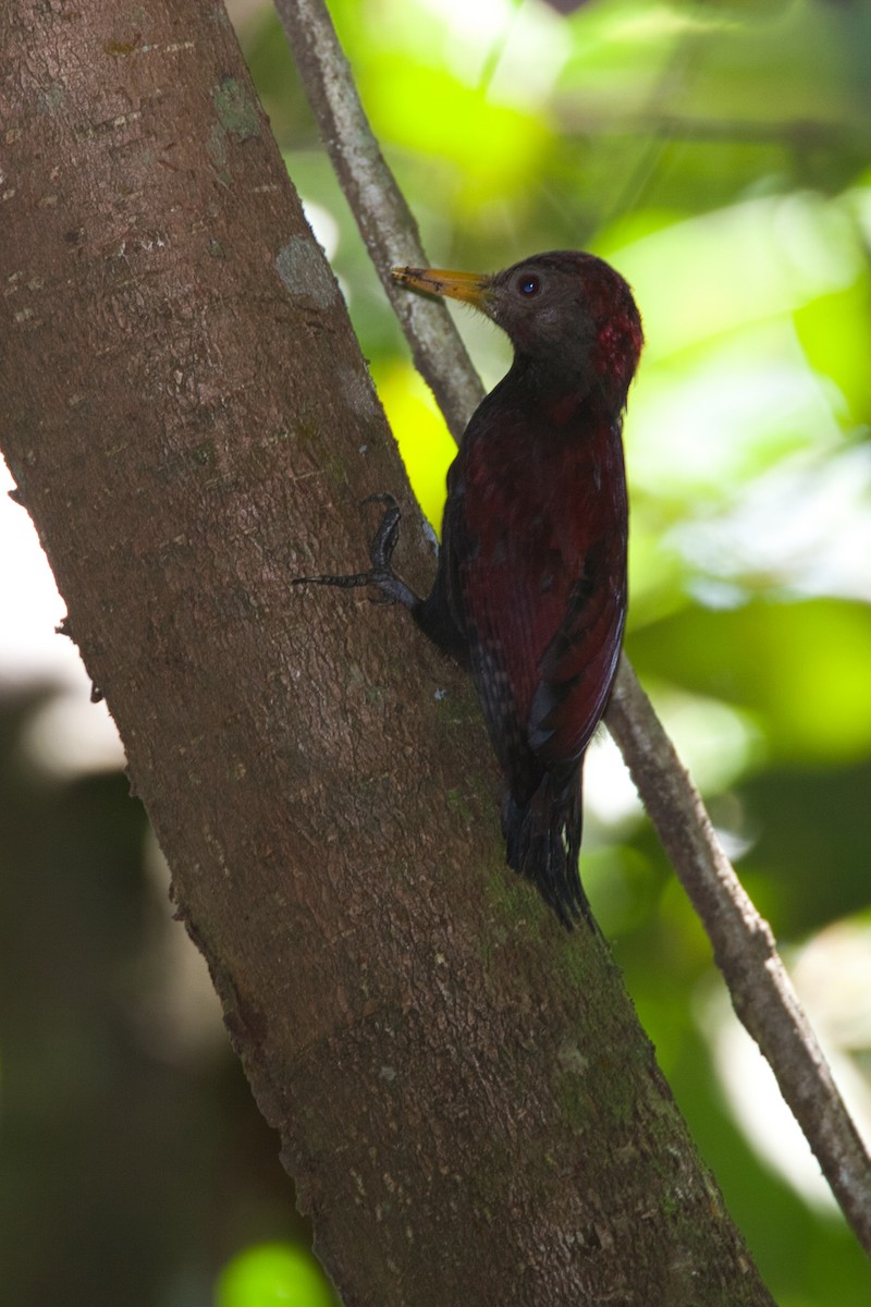 Maroon Woodpecker - ML630760635