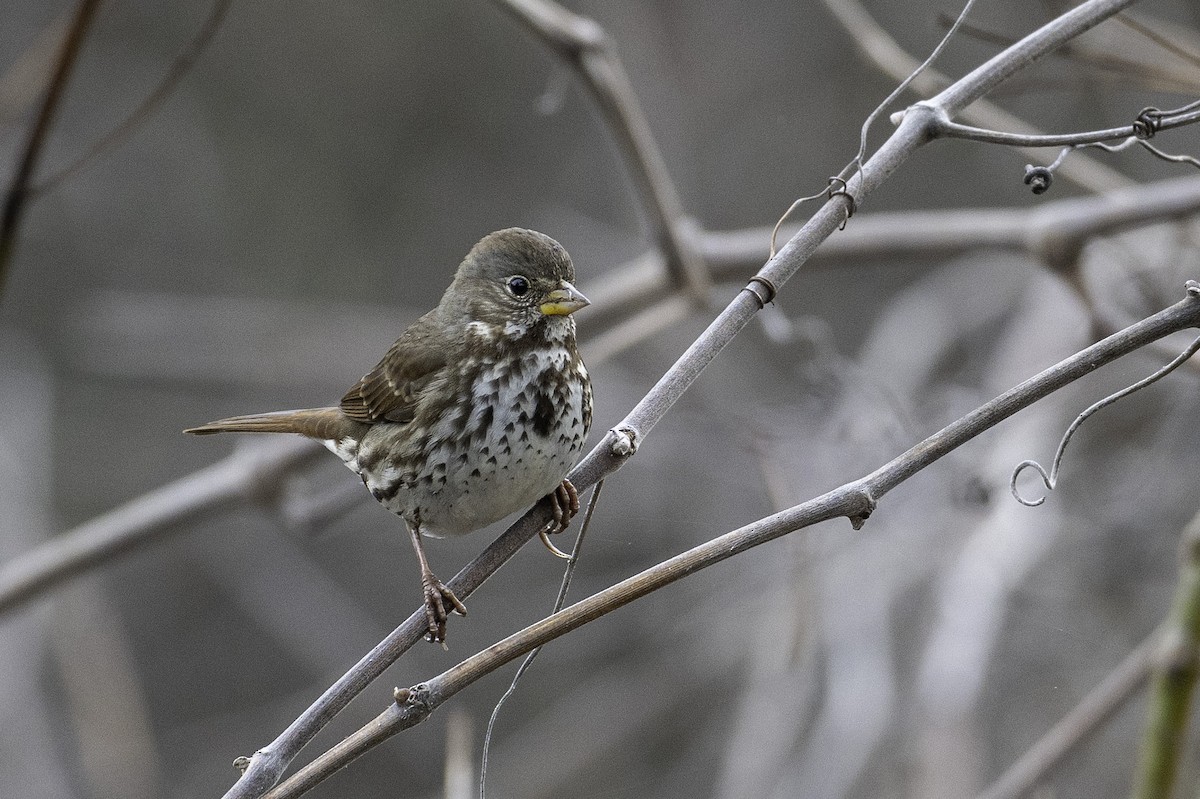 Fox Sparrow (Sooty) - ML630760863