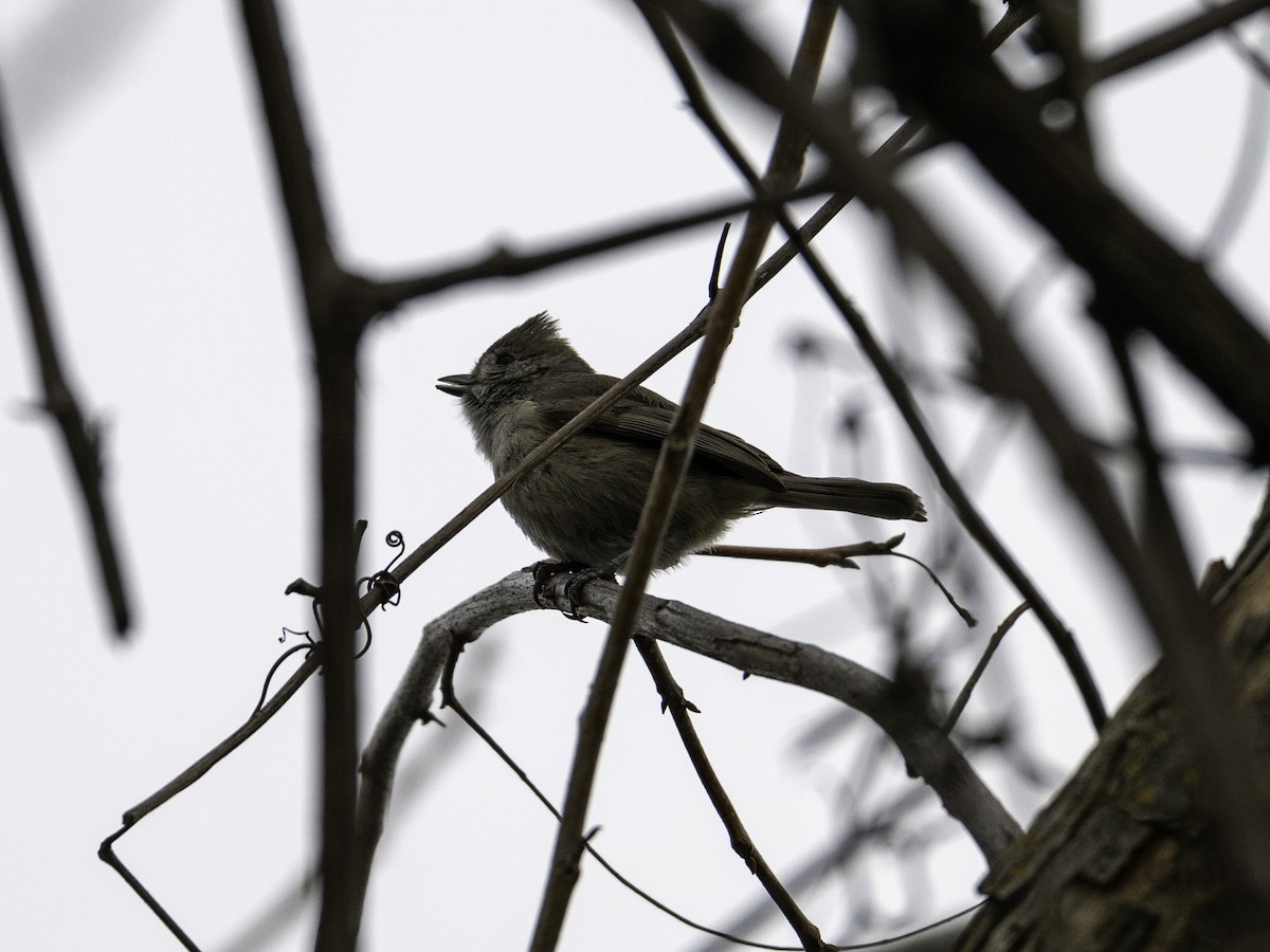 Oak Titmouse - ML630760869