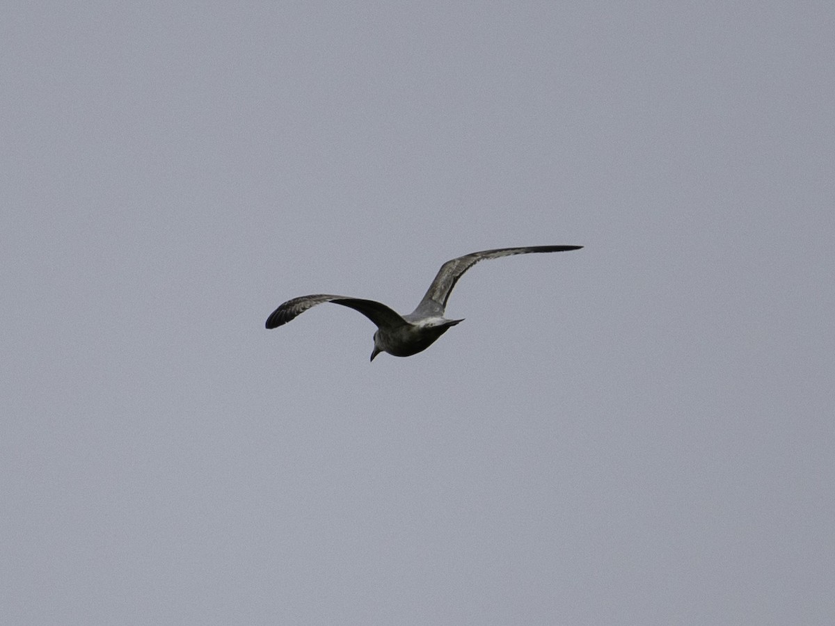 American Herring Gull - ML630760884