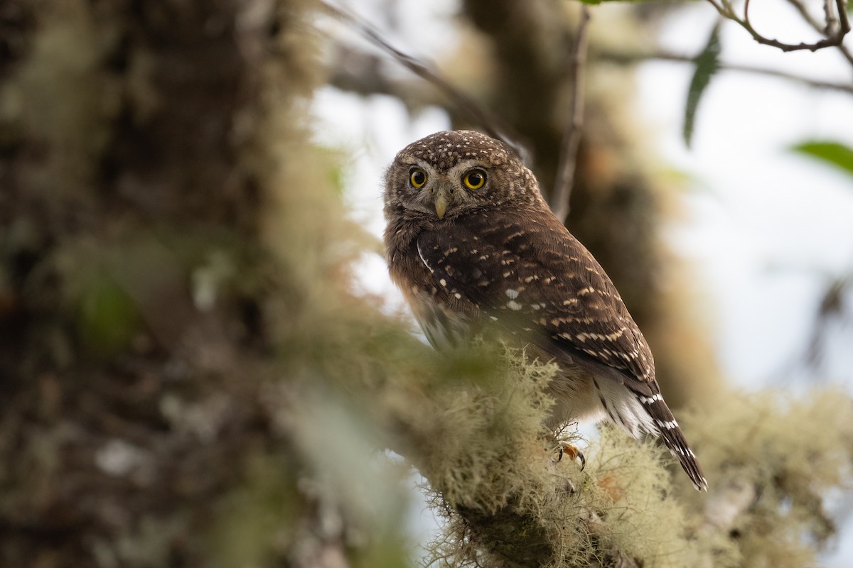 Yungas Pygmy-Owl - ML630760897