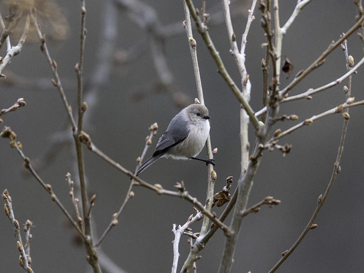 Bushtit - ML630760901