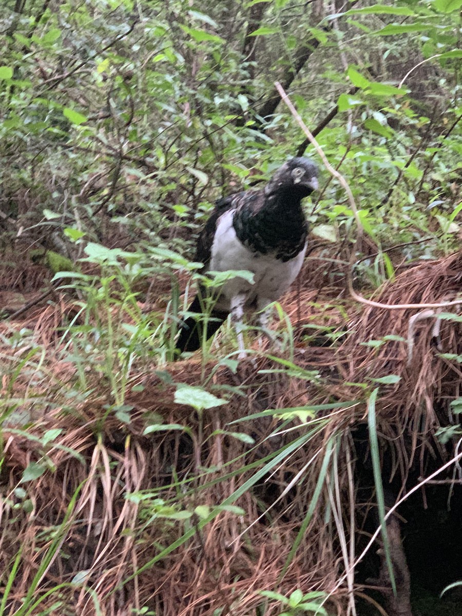 Lady Amherst's Pheasant - ML630761165