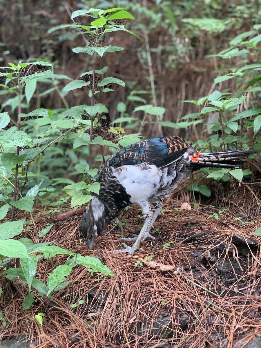 Lady Amherst's Pheasant - ML630761166