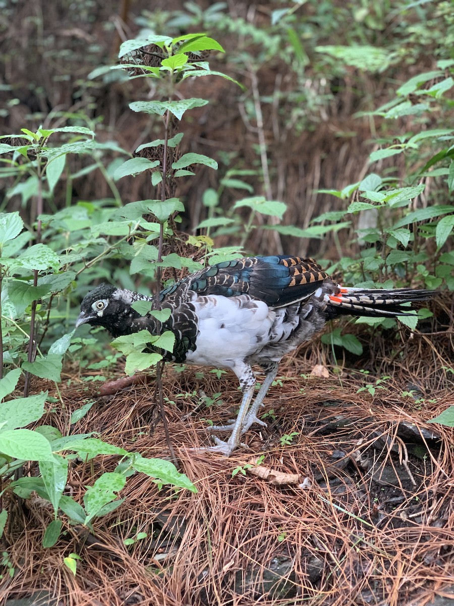 Lady Amherst's Pheasant - ML630761167