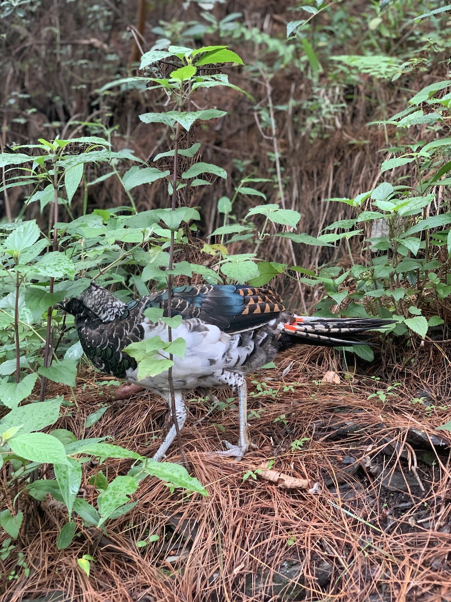 Lady Amherst's Pheasant - ML630761168