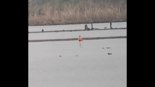 American Flamingo - ML630761347