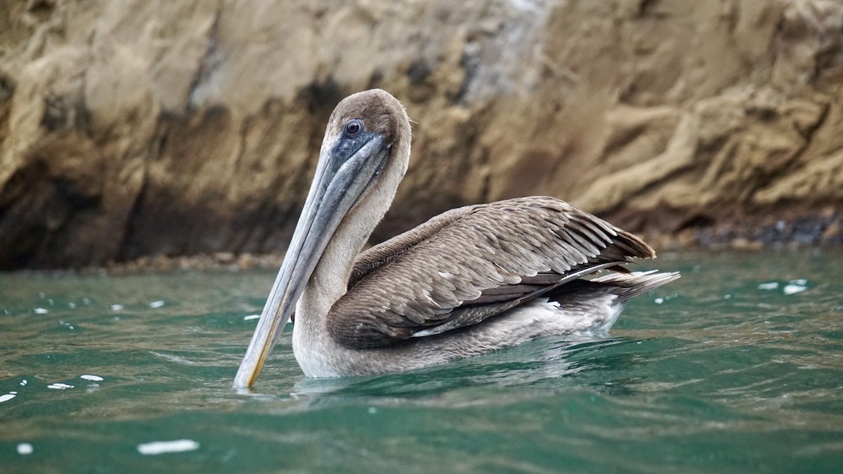 Brown Pelican - ML630761393