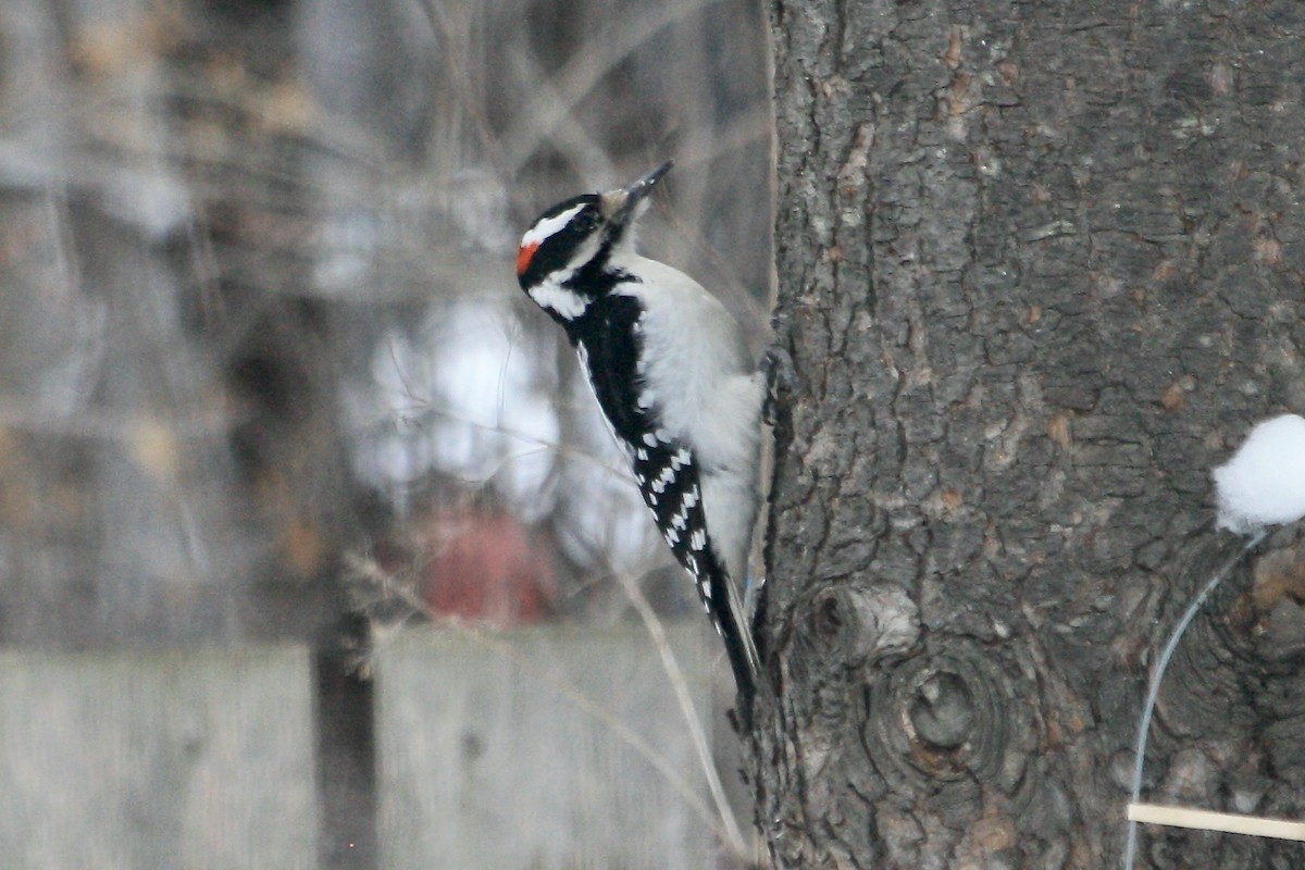 Hairy Woodpecker - ML630761499