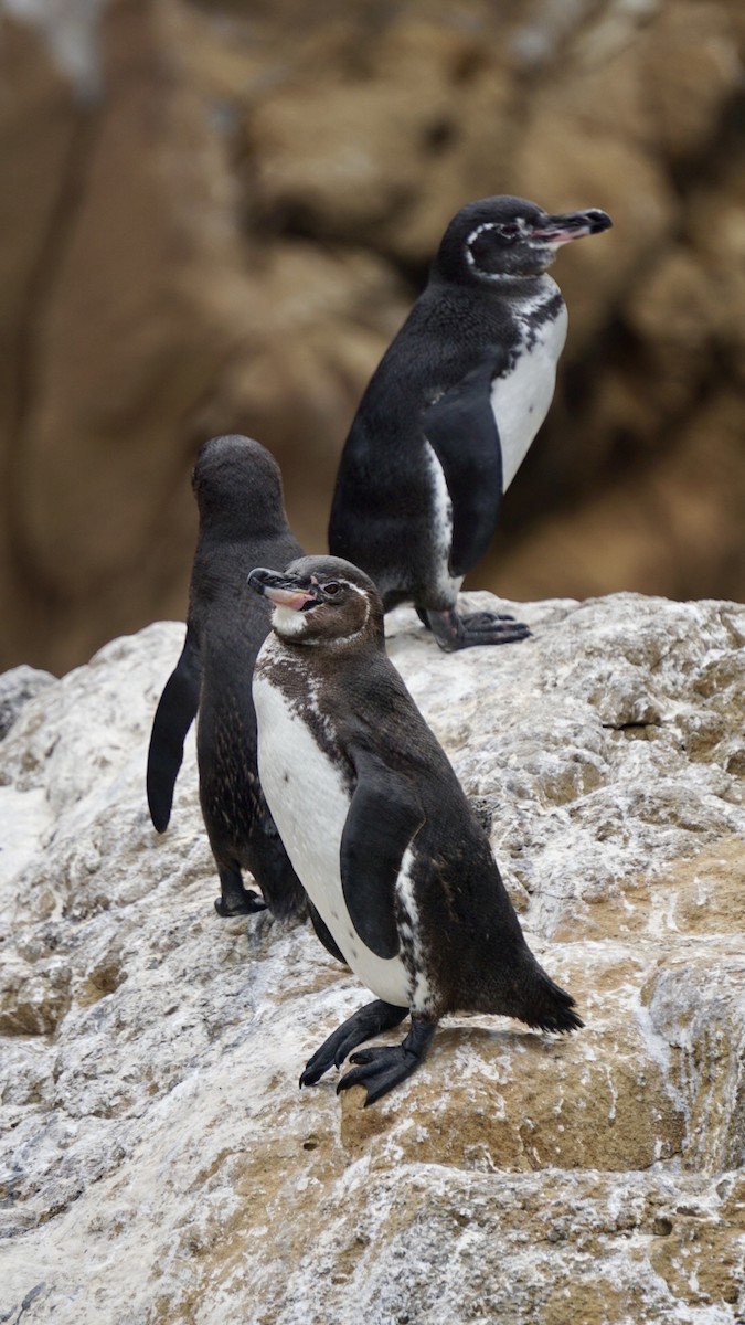 galapagospingvin - ML630761542