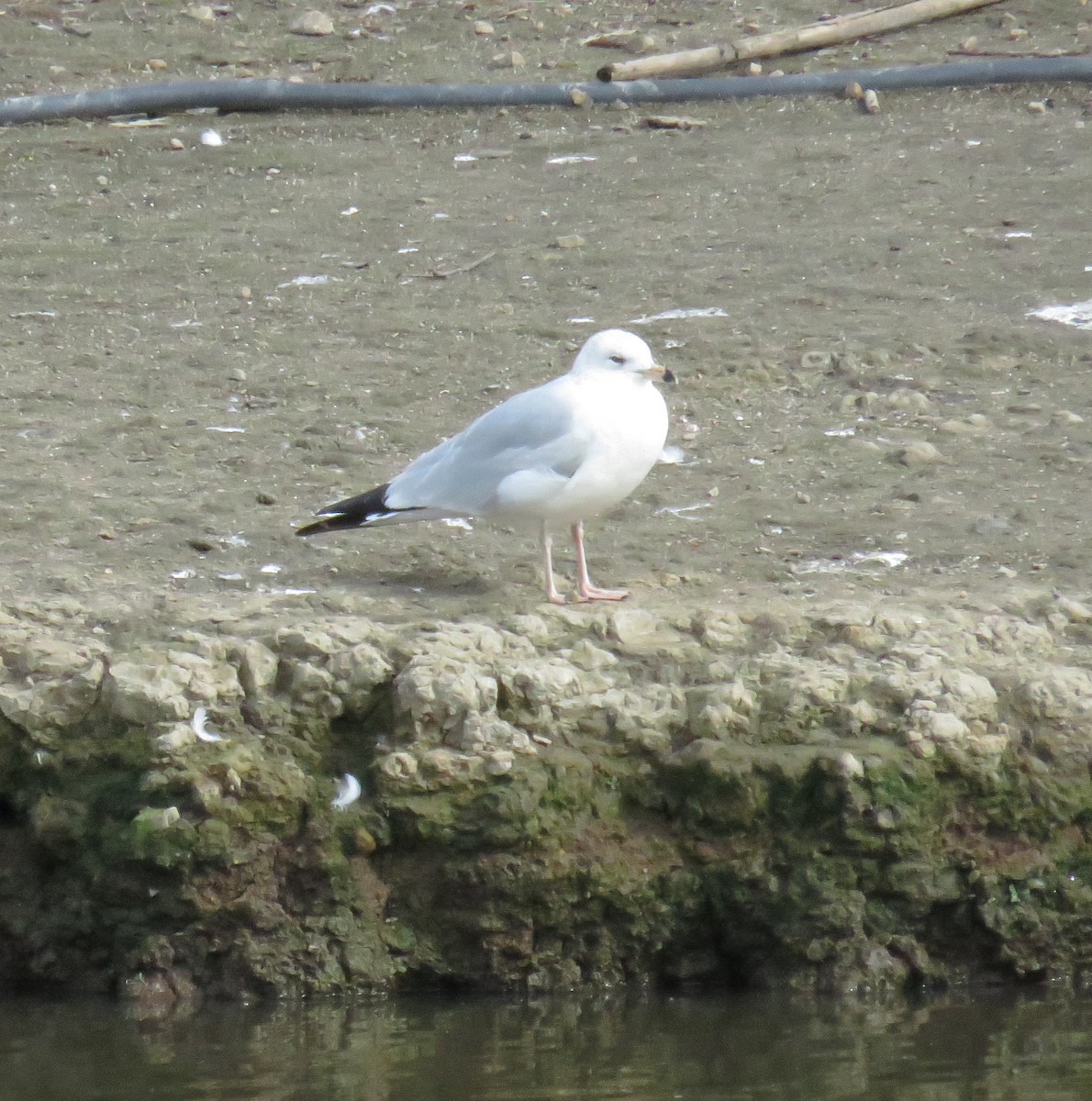 Short-billed Gull - ML630761974