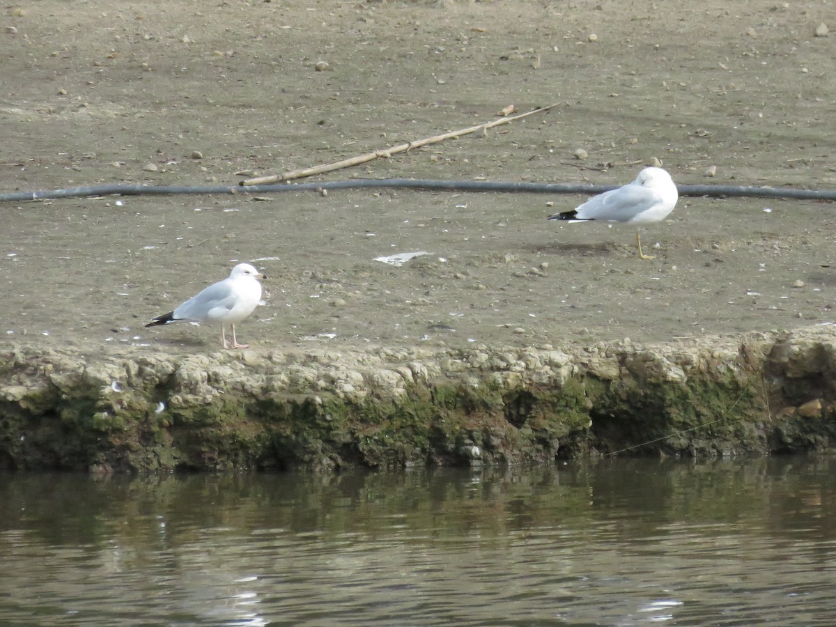 Short-billed Gull - ML630762001
