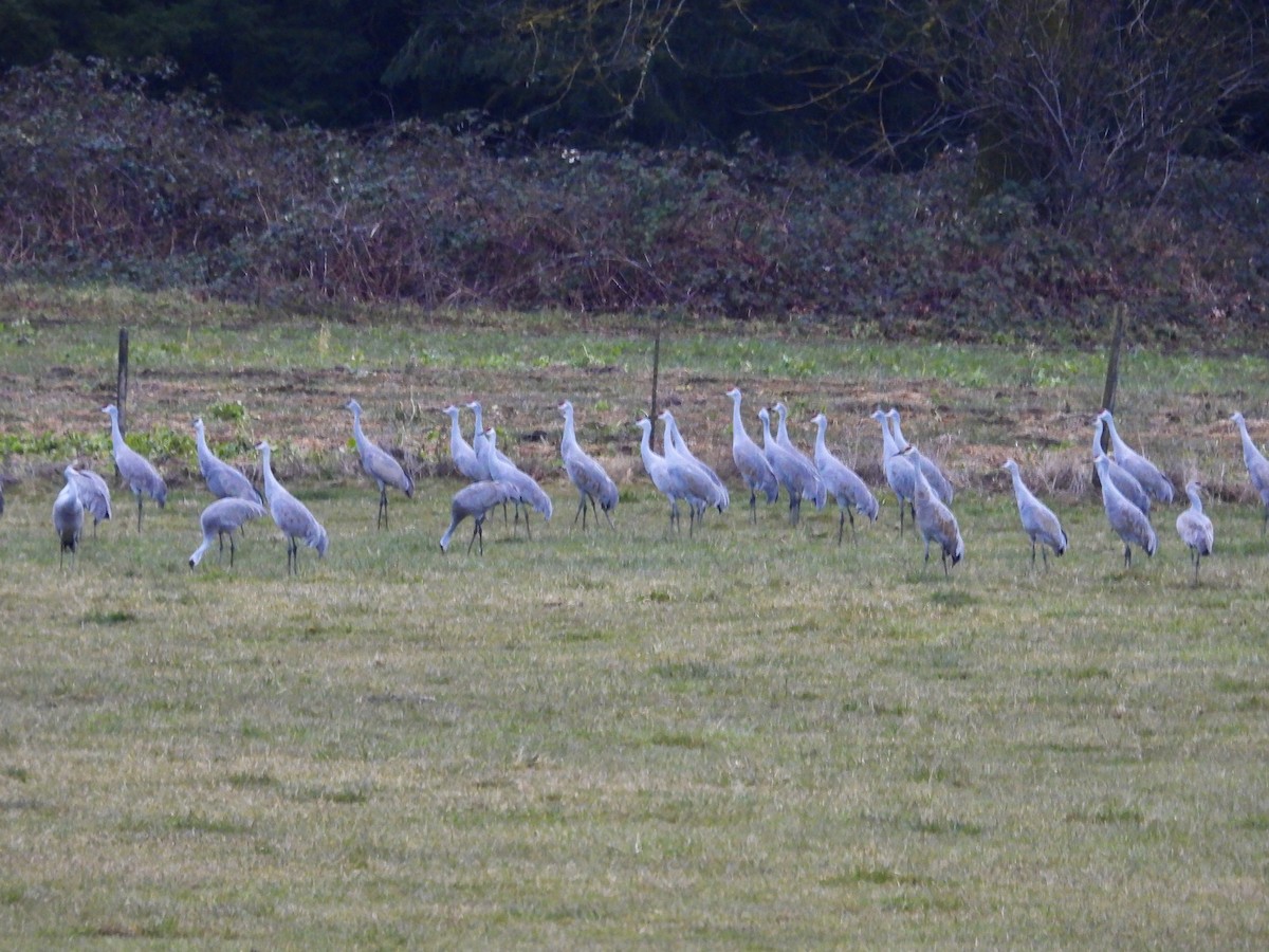 jeřáb kanadský - ML630762482