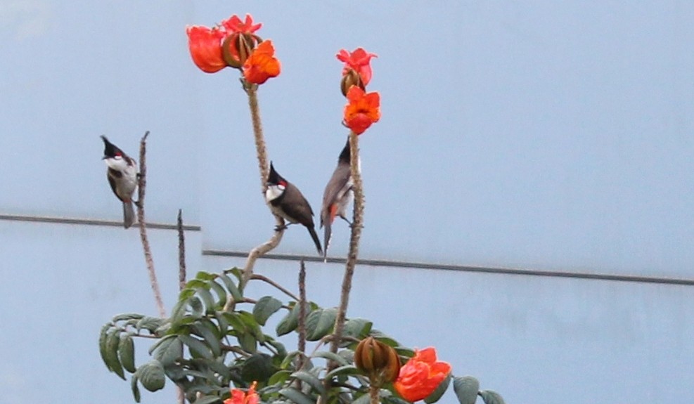 Red-whiskered Bulbul - ML630763078