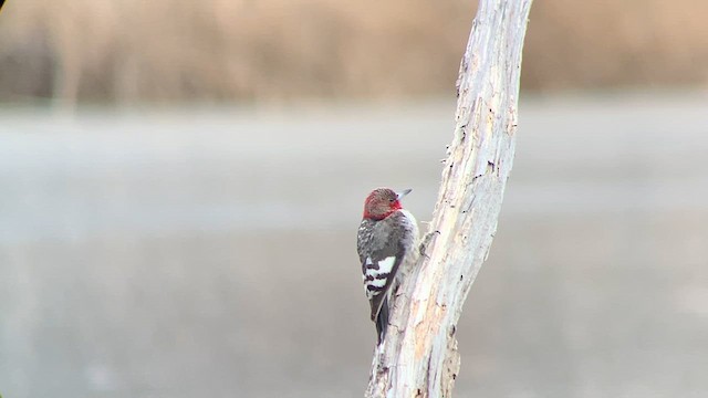 Red-headed Woodpecker - ML630763337
