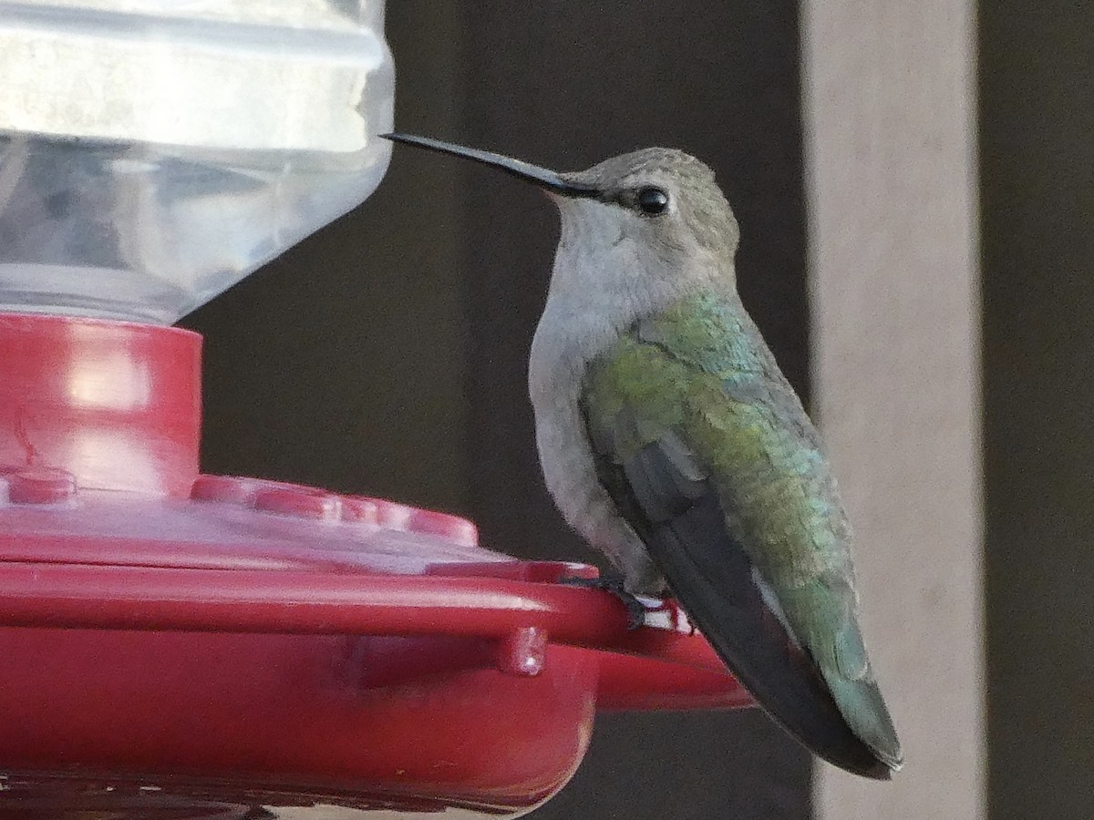 Costa's Hummingbird - ML630763530