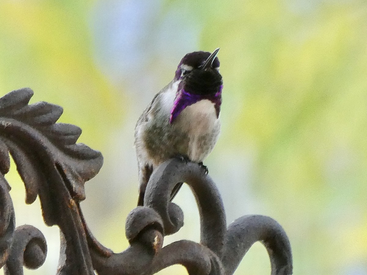 Costa's Hummingbird - ML630763531