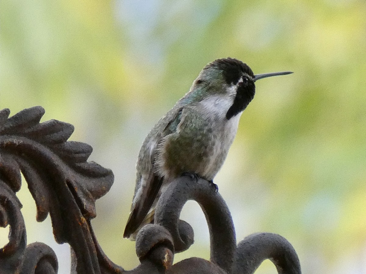Costa's Hummingbird - ML630763533