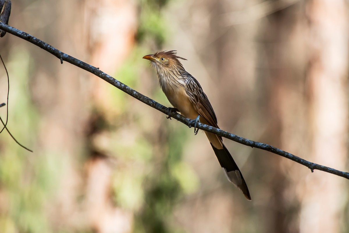 Guira Cuckoo - ML63076361