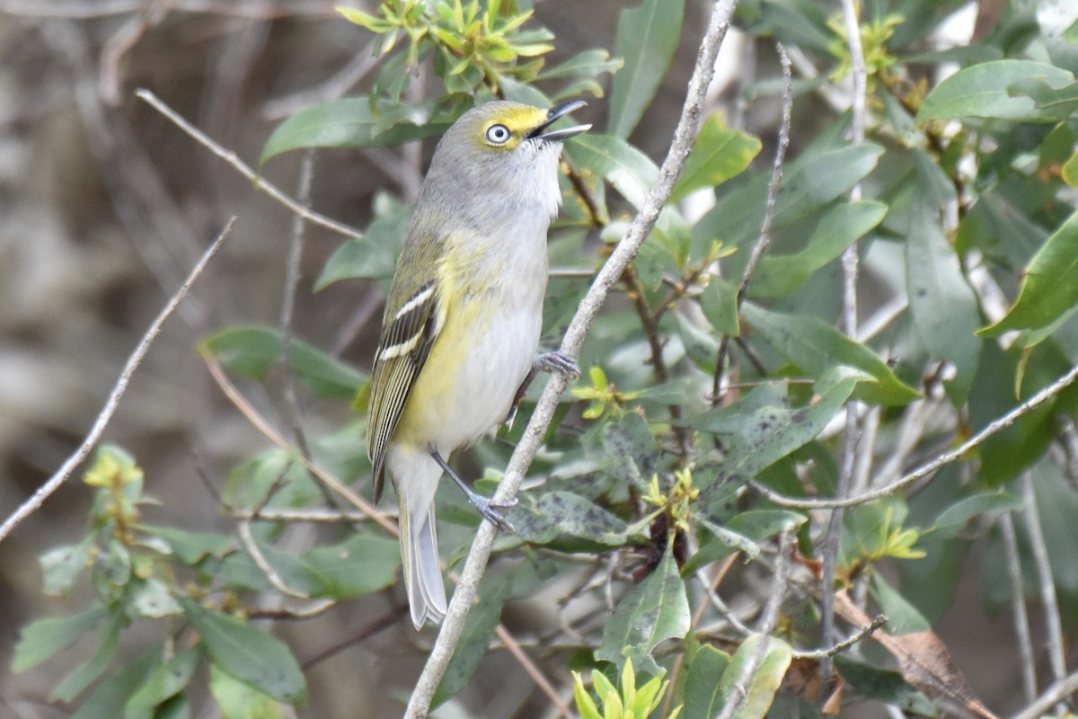 White-eyed Vireo - ML630763639