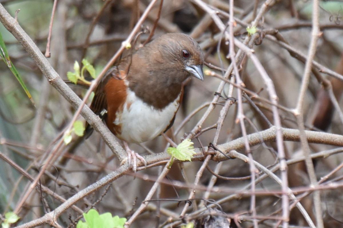 Eastern Towhee - ML630763661
