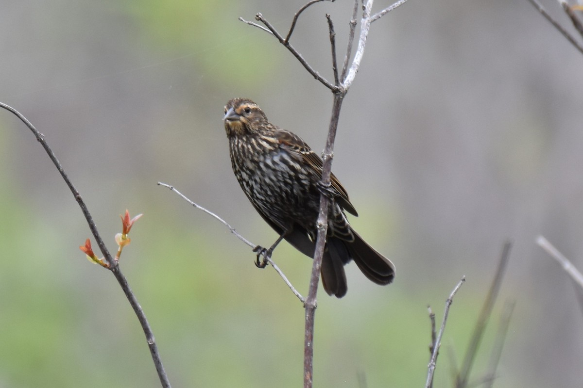 Red-winged Blackbird - ML630763673