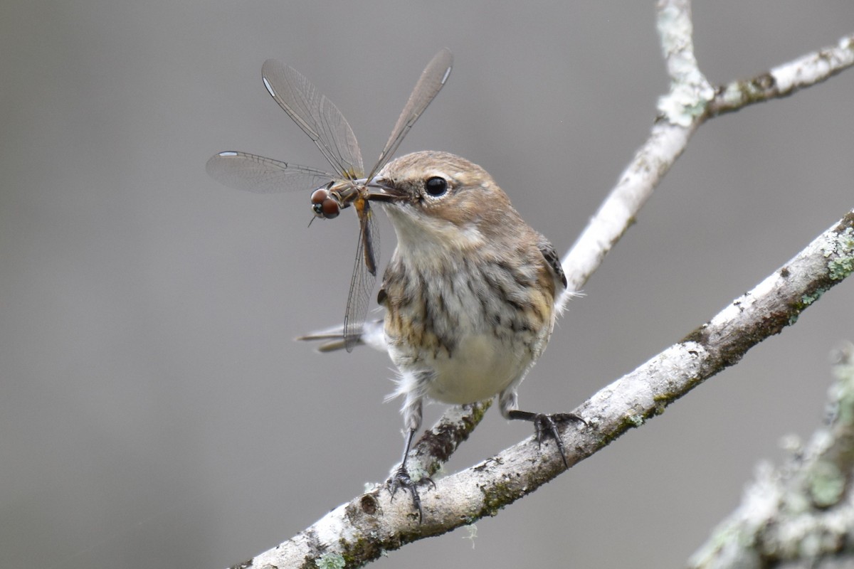 Yellow-rumped Warbler (Myrtle) - ML630763692