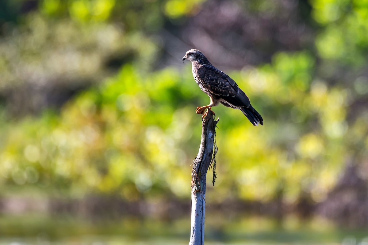 Snail Kite - Leonardo Merçon / Instituto Últimos Refúgios