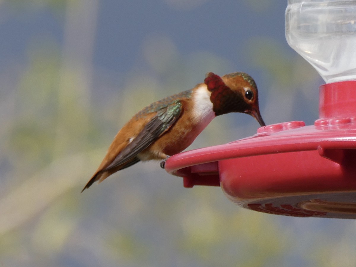 Allen's Hummingbird - ML630763750