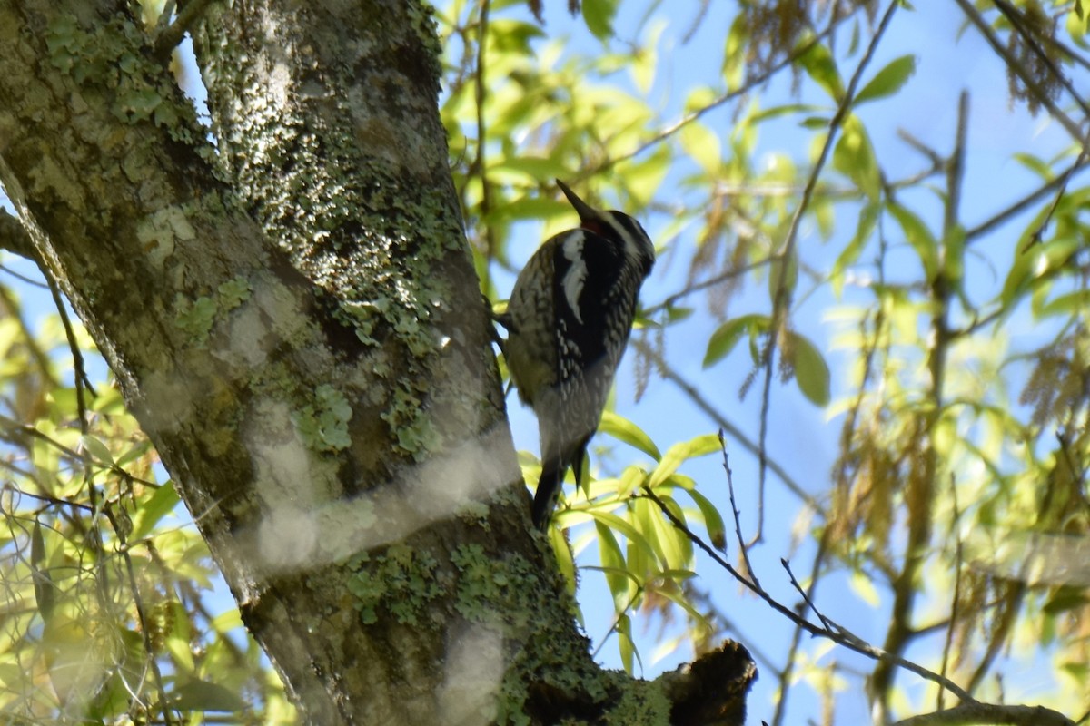 Yellow-bellied Sapsucker - ML630763769