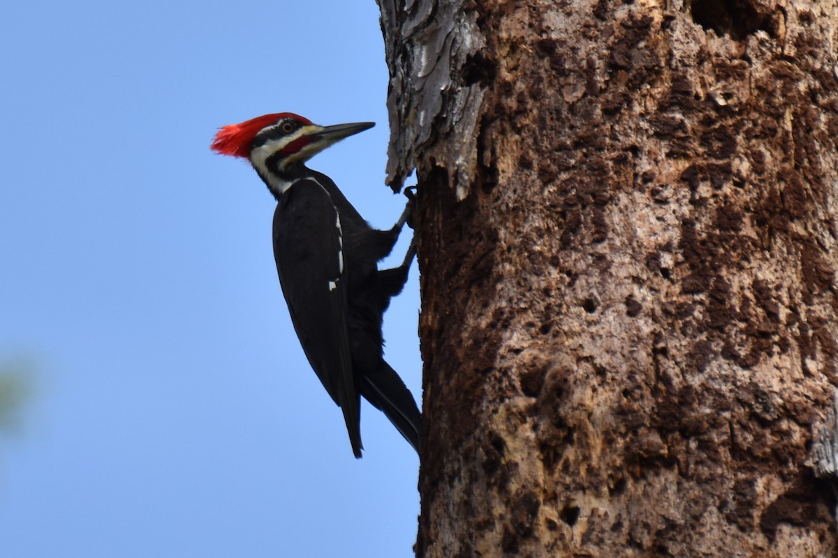 Pileated Woodpecker - ML630763795
