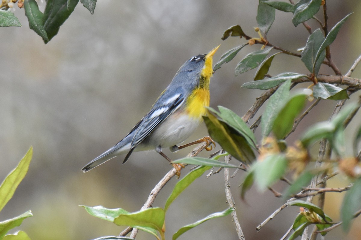 Northern Parula - ML630763799