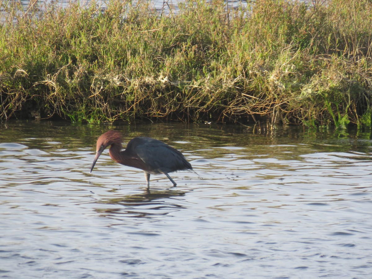 Reddish Egret - ML630763895