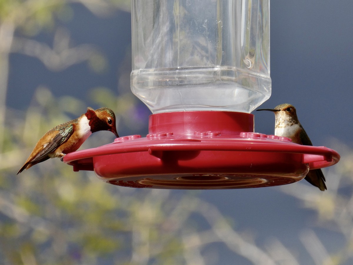 Allen's Hummingbird - ML630763922