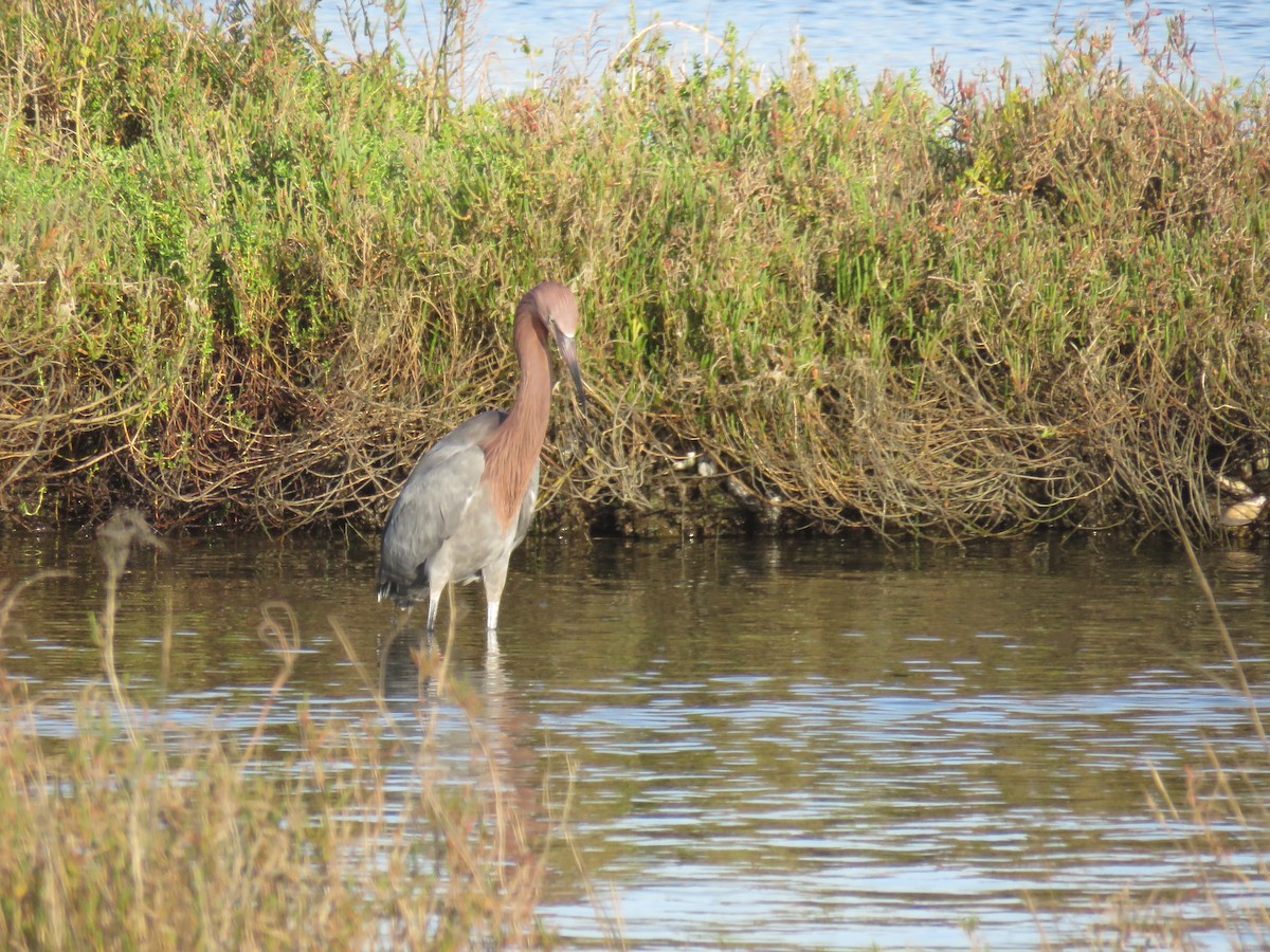 Reddish Egret - ML630763935