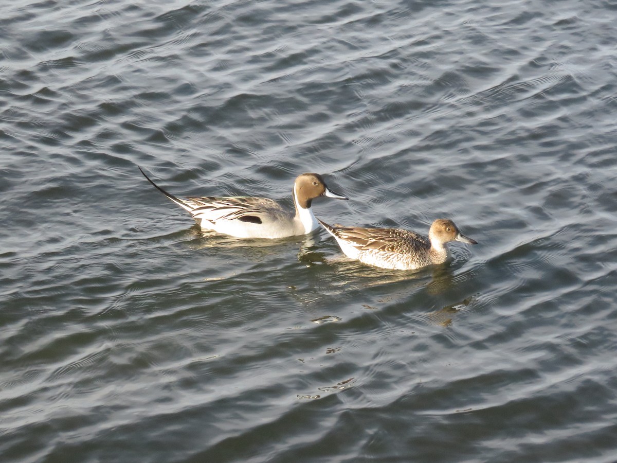 Northern Pintail - ML630764001
