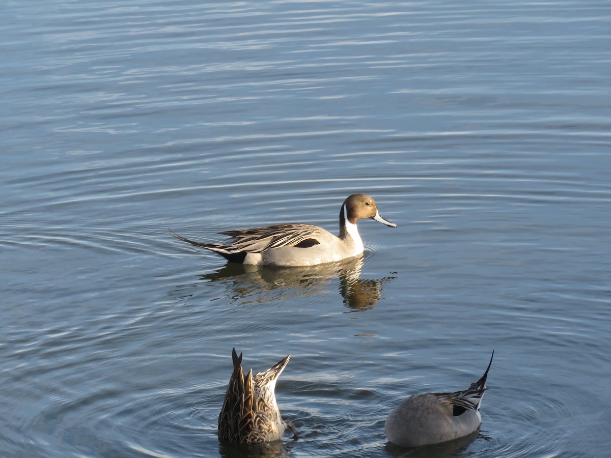 Northern Pintail - ML630764026