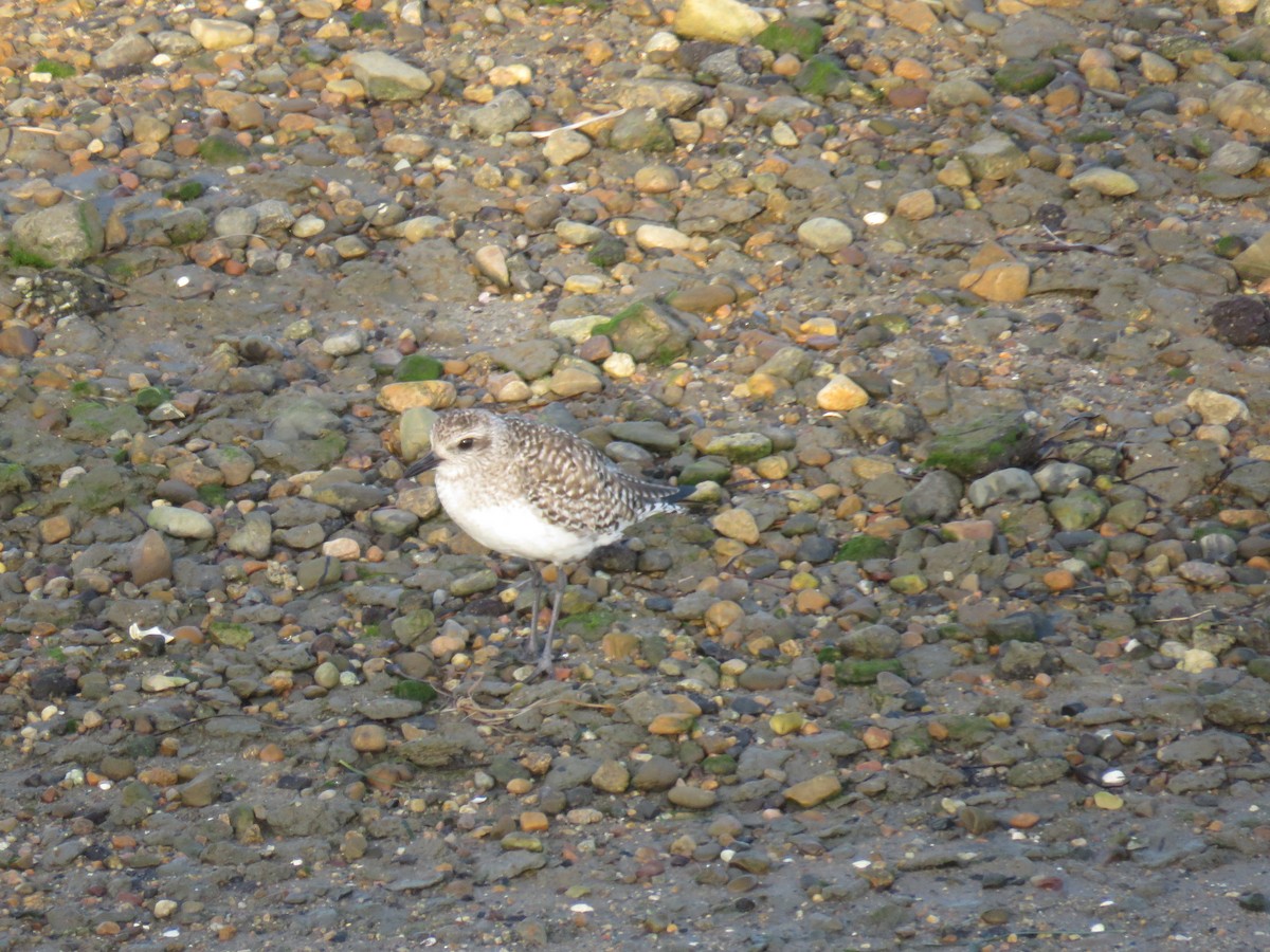 Black-bellied Plover - ML630764055